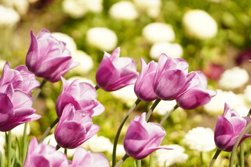 Fototapeta premium An assortment of colorful flowers in springtime.