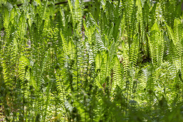 Bright green fern Polypodiophyta. A flowerless plant which has feathery or leafy fronds and reproduces by spores released from the undersides of the fronds