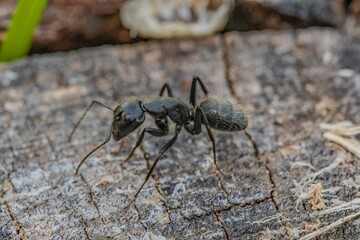 Black ant on foreground in the forest