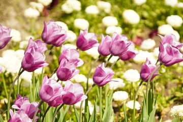 An assortment of colorful flowers in springtime.