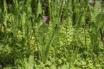 Bright green fern Polypodiophyta. A flowerless plant which has feathery or leafy fronds and reproduces by spores released from the undersides of the fronds