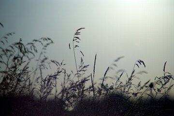Dry grass on the background of the setting sun in a summer evening or morning. Black and white photo.