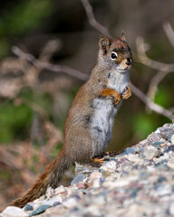Squirrel Photo Stock. Close-up profile view standing on gravel with a blur background in its environment and habitat. Image. Picture. Portrait.