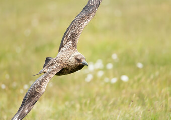 Great Skua in flight in moorlands