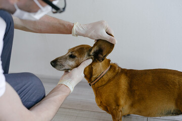 The veterinarian examines the dog. Dog dabak at the reception in the veterinary clinic.