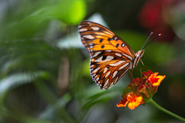 Fototapeta na wymiar Orange butterfly in the garden