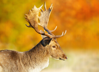Fallow deer stag against colorful background in autumn