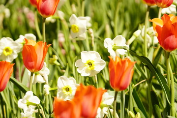 An assortment of colorful flowers in springtime.