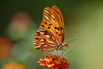 Orange butterfly in the garden