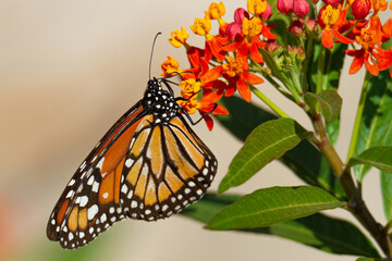 Orange butterfly in the garden