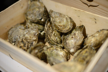 Fresh oysters in  woden box