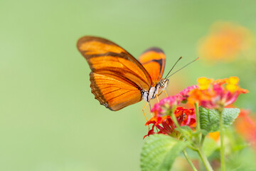 Orange butterfly in the garden
