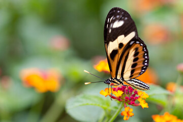 Orange butterfly in the garden