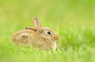 Portrait of a little rabbit sitting in grass