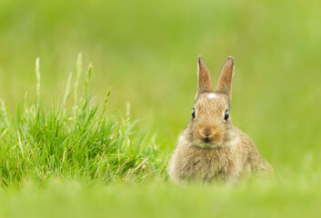 Portrait of a cute little rabbit sitting in grass