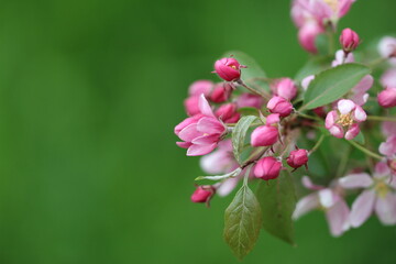Beautiful pink apple tree flowers and buds with selective focus on the natural green background for the banner