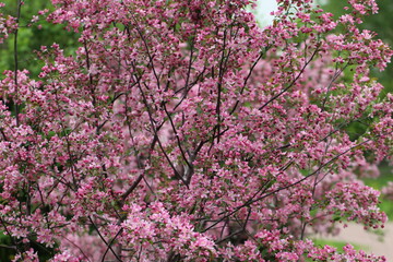 Apple tree in bloom. Pink floral background