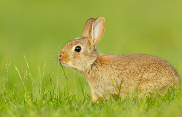 Close up of a cute little rabbit smelling grass in spring