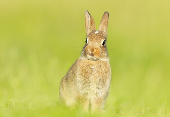 Cute little rabbit sitting in grass in spring