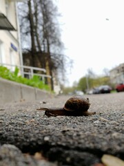 Snail