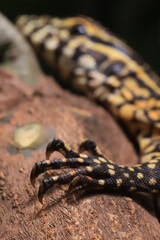 close up of a lizard's paw on a branch