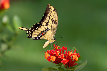 Heraclides thoas brasiliensis - Great and beautiful yellow and black butterfly of Brazil