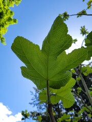 green leaves against blue sky