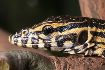 close up of a lizard