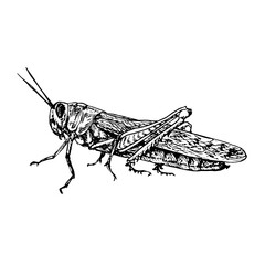 Migratory locust (Locusta migratoria) sitting side view,  gravure style ink drawing illustration isolated on white - 434799572