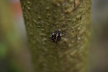 insect