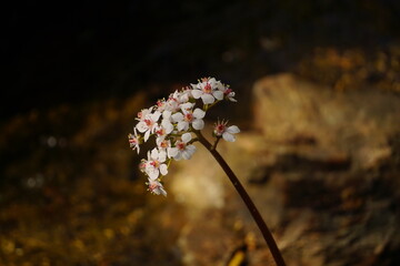 An assortment of colorful flowers in springtime.