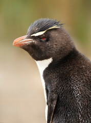 Portrait of a Southern rockhopper penguin against clear background