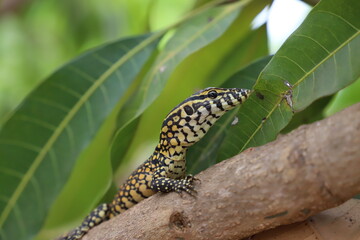 green varan on a branch