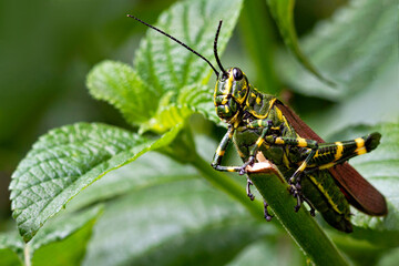Chromacris speciosa - grasshopper soldier in the stick in the green background