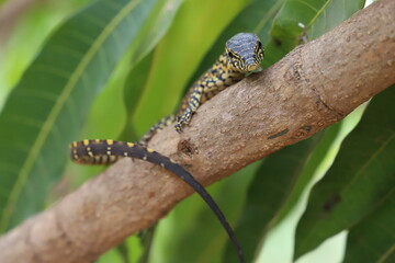 young varan on a branch