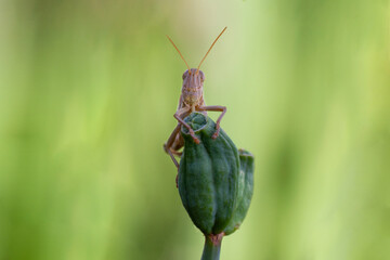 brown grasshopper on a green leaf