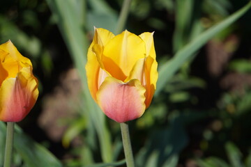 An assortment of colorful flowers in springtime.