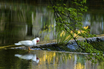 Muscovy Duck at the Edge of Dem On River