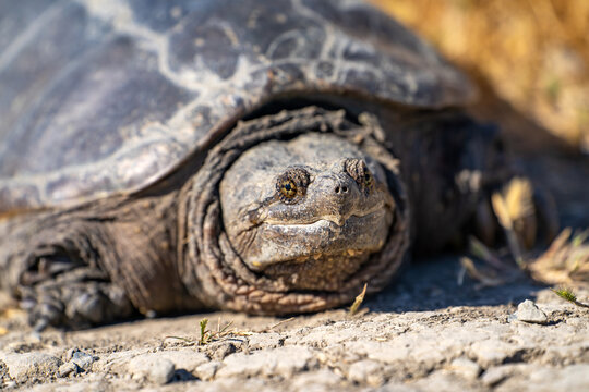 Portrait of Common Snapping Turtle. Wildlife photography.