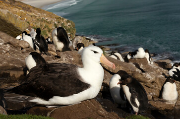 Close up of a Black-browed Albatross sitting on a nest