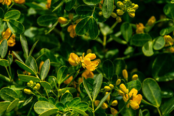 Senna bicapsularis pertenece a la familia Fabaceae