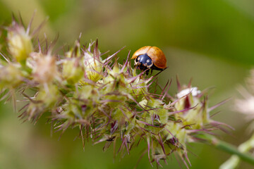 ladybird on the burr