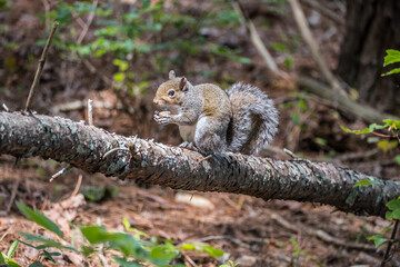 Squirrel on a log eating