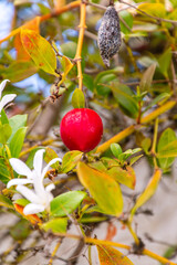 Vegetación con hojas verdes y frutos rojos en el Puerto de la Cruz 