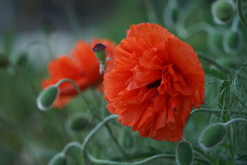 Fluffy orange poppy flowers in spring garden