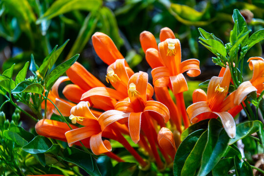 Pyrostegia venusta pertenece a la familia Bignoniaceae