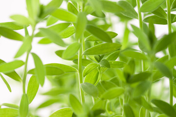 Fototapeta na wymiar Fresh micro greens eadible sprouts healthy food on light background macro