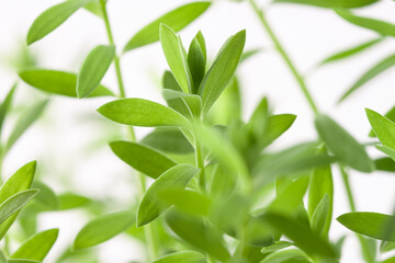 Fresh micro greens  eadible sprouts healthy diet food on light background macro