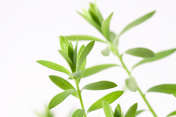 Fresh micro greens  eadible sprouts healthy diet food on light background and  superfood macro