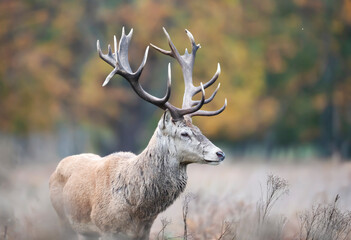 Close up of a red deer stag in autumn